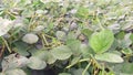 Vigna mungo urad bean plants